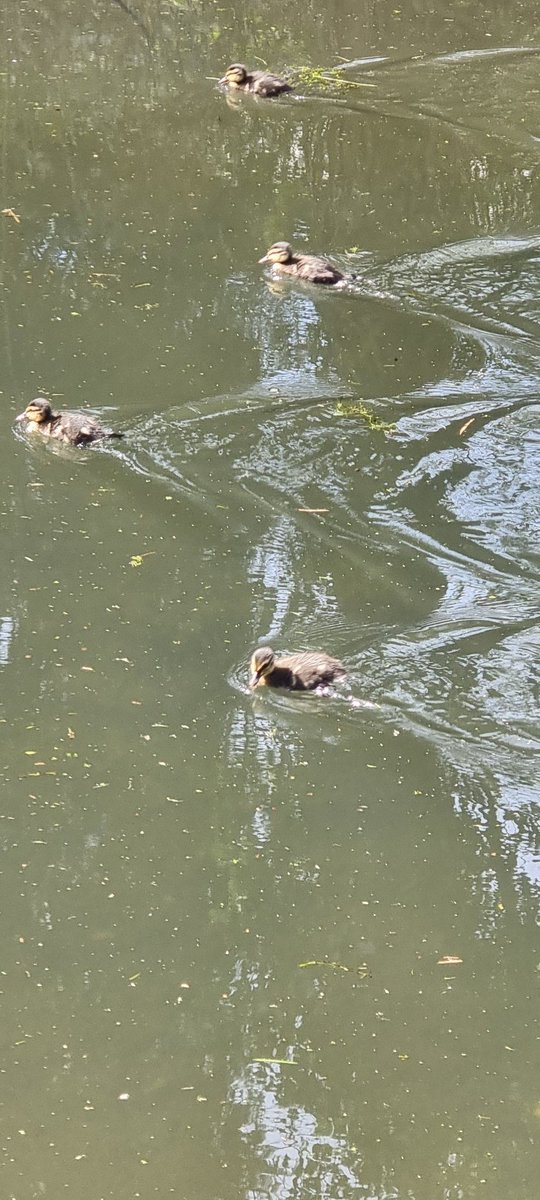 Sunshineray7's tweet photo. @Griff_DEPUTY Finlay walked along the canal today and wrote a tally of how many ducks, ducklings and moorhens he spotted. We were lucky enough to see some cute ducklings.
#mathsisreal https://t.co/je21k56vTI