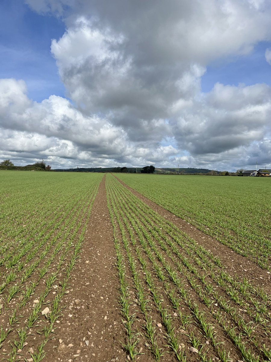 Well sown is half grown. This is forgiving ground and RGT Planet has certainly coped well with the March monsoon. Final N spilt to be applied ASAP.