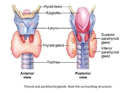 Recovery of parathyroid function re: TT surgery for #thyroidcancer is further delayed by RAI treatment. Most patients can and do recover from HypoPT up to a year post-op (and longer in some cases).  bit.ly/3WeSbai