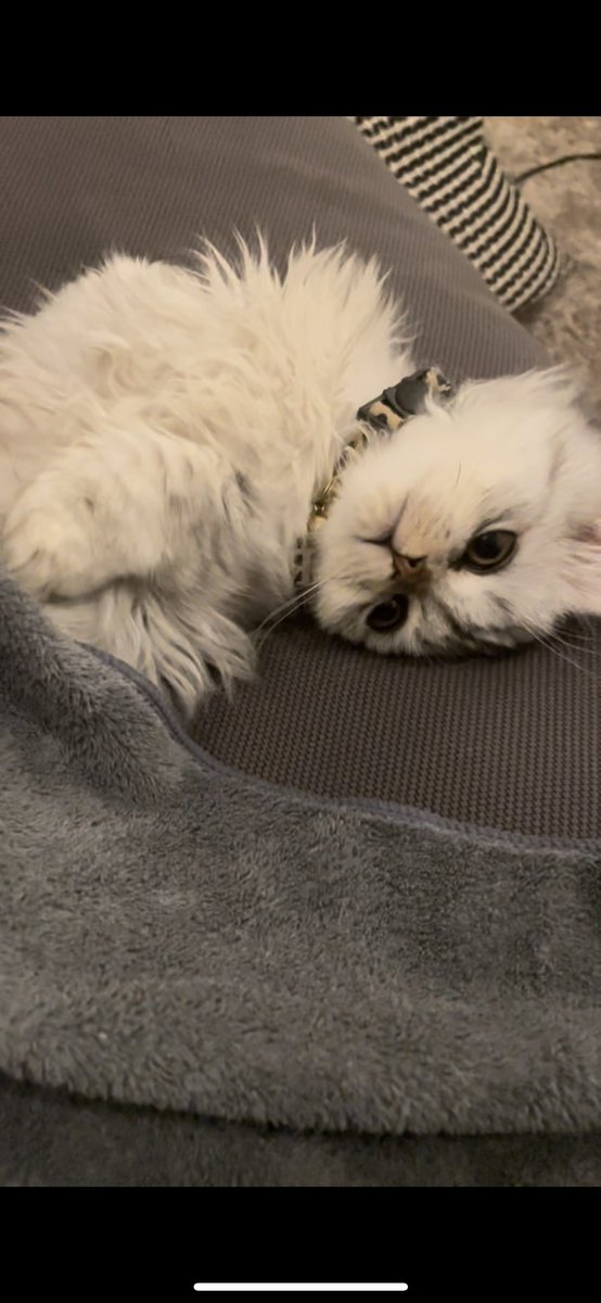 愛猫