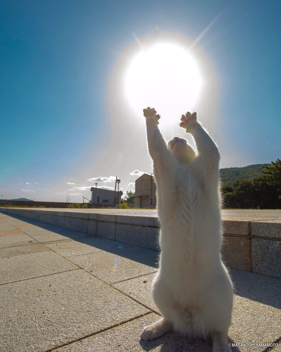 ShouldHaveCat's tweet photo. https://t.co/ppfbY5Ee8h