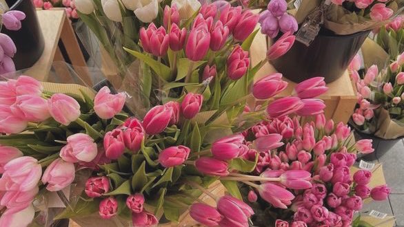 malusokay's tweet photo. Tulip season 🌷 https://t.co/3hSMHPWwET