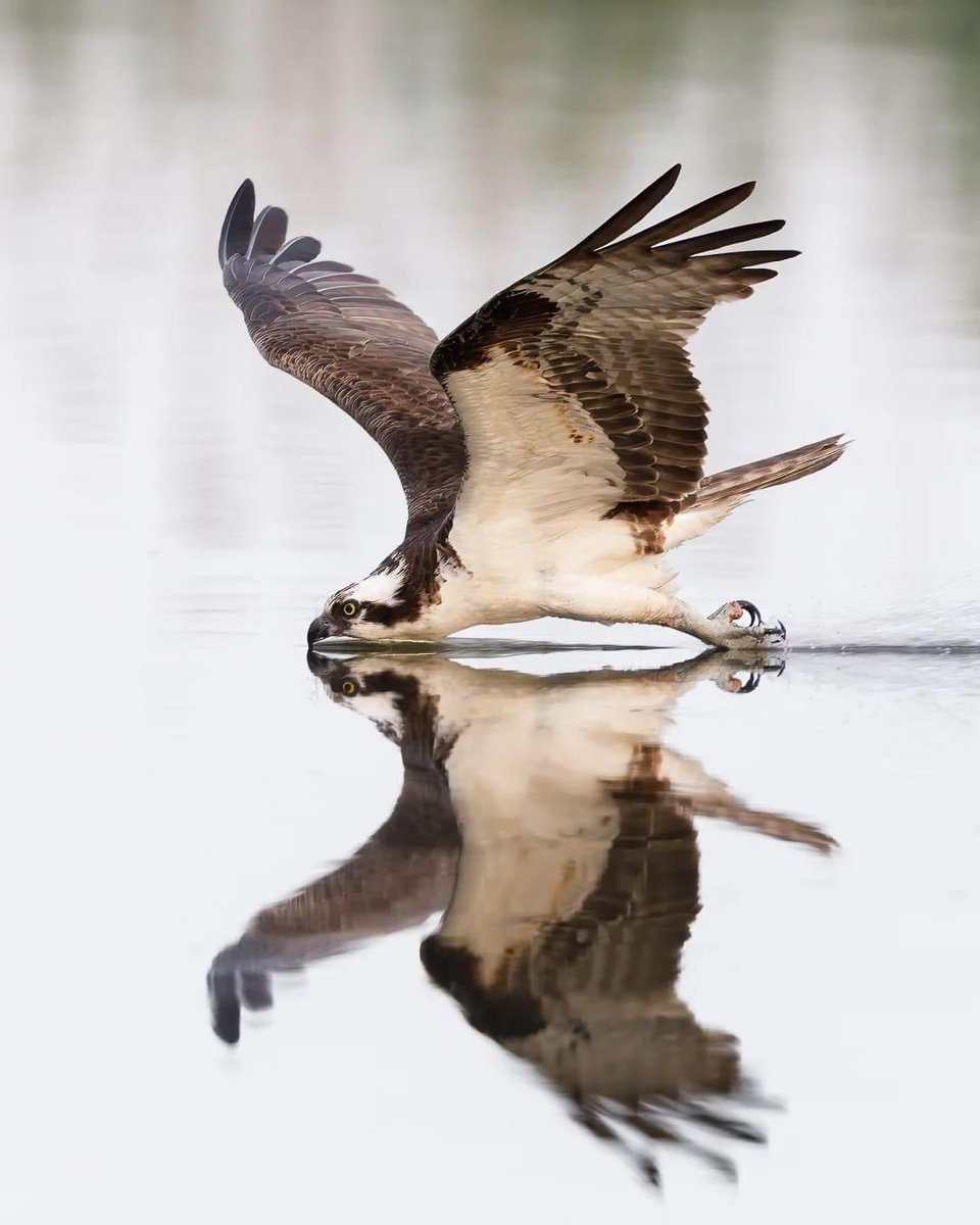 Efficient and precise ostrich. Photo : Andy Woo