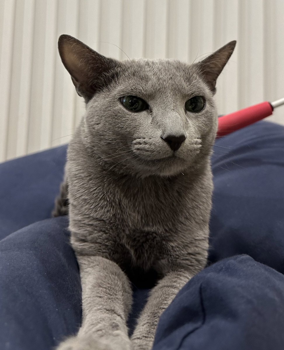 もう寝るのか？
#russianblue
#ねこ