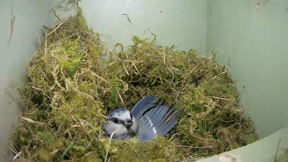 WildlifeKate tweet media