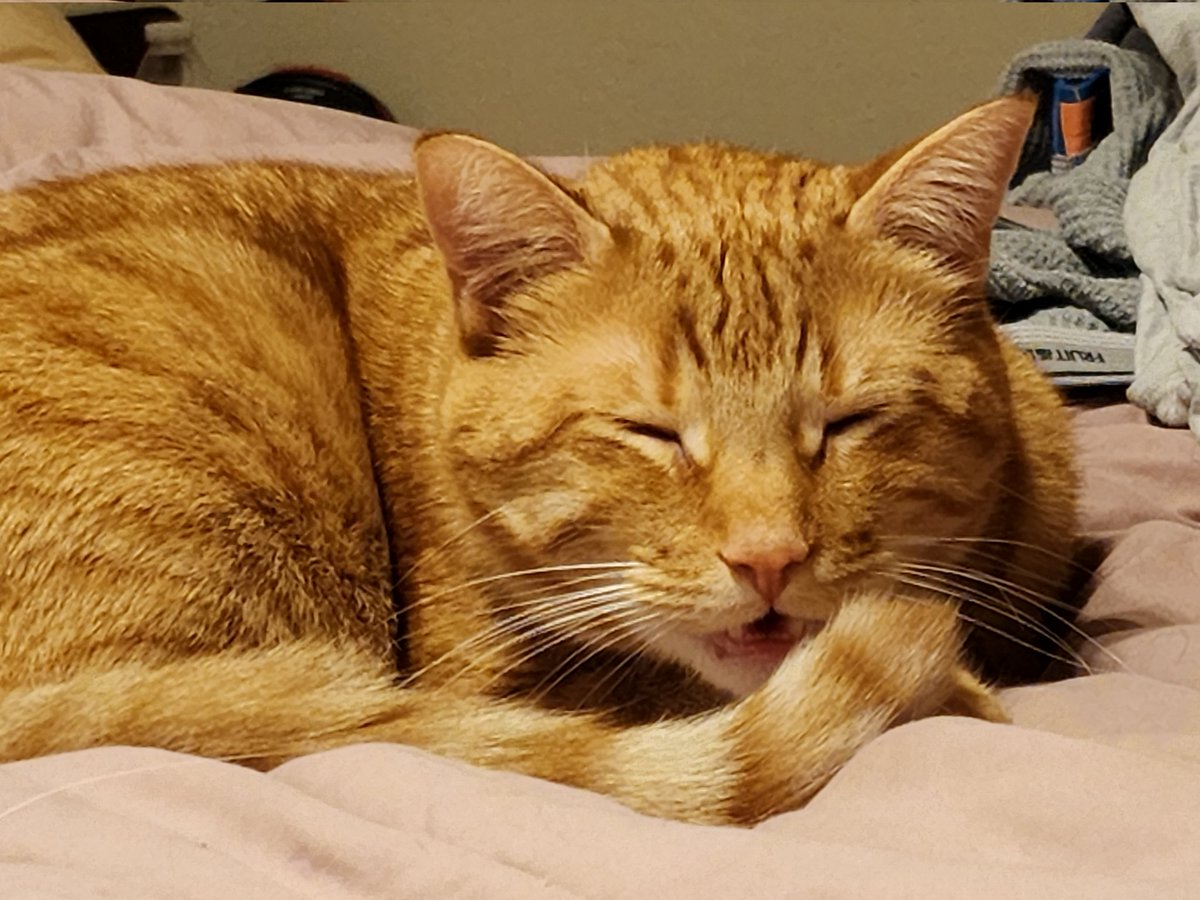 therealpoopah's tweet photo. I may look silly, but who cares??? 
😸 #DerpyCat #CatsOfTwitter #FunnyCats #CatLife #Meowstagram #Caturday #FelineFriends #PetsofTwitter #KittyLove #WhiskerWednesday #CatsCorner #CatsRule #CatsAreFamily #CatsOfTheWorld #ILoveMyCat #FurryFriends #CatLoversClub #CatsFeatures #cats https://t.co/ePQLa0Ry5R