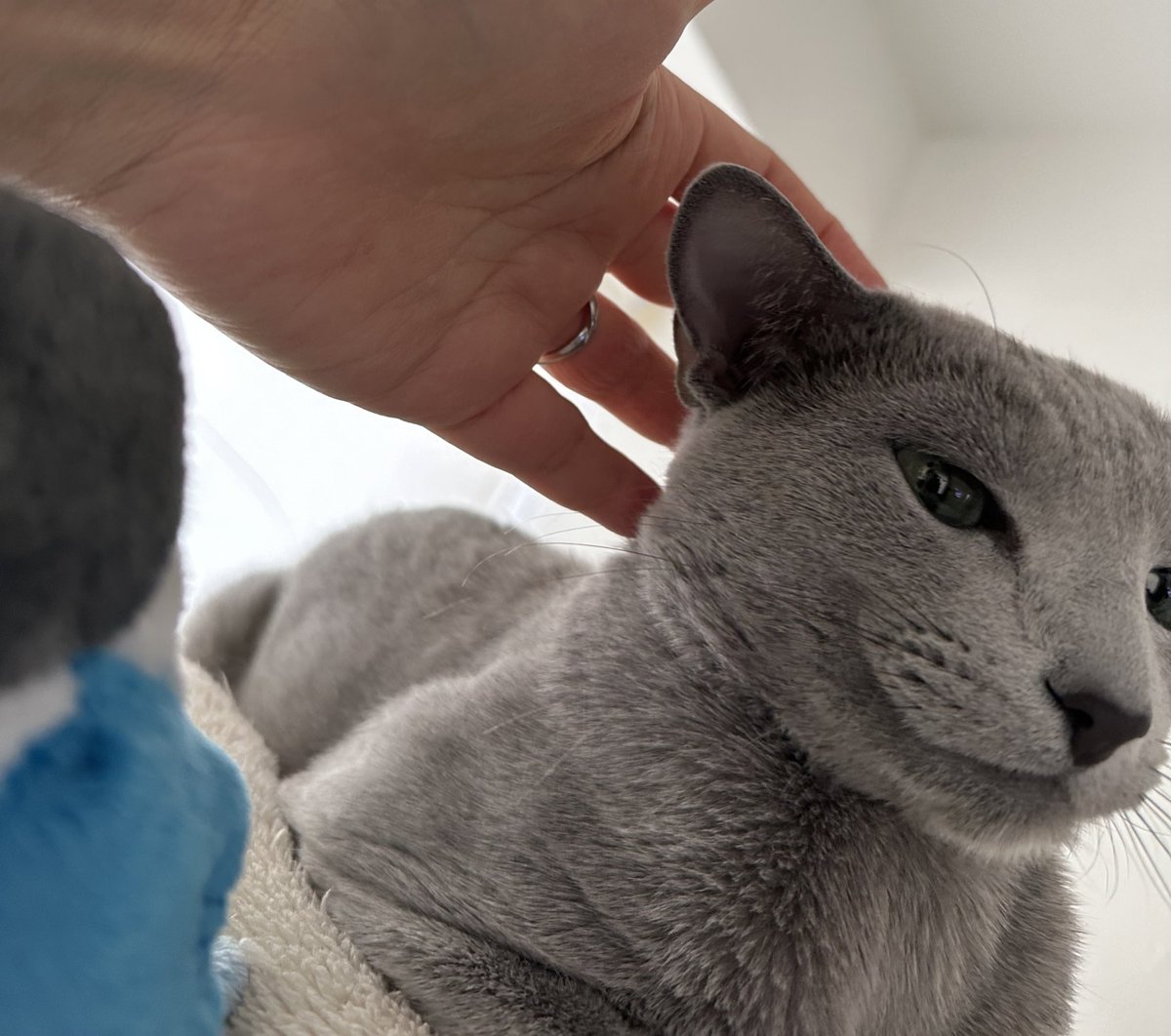 ほめられると照れるな♡
#russianblue
#ねこ