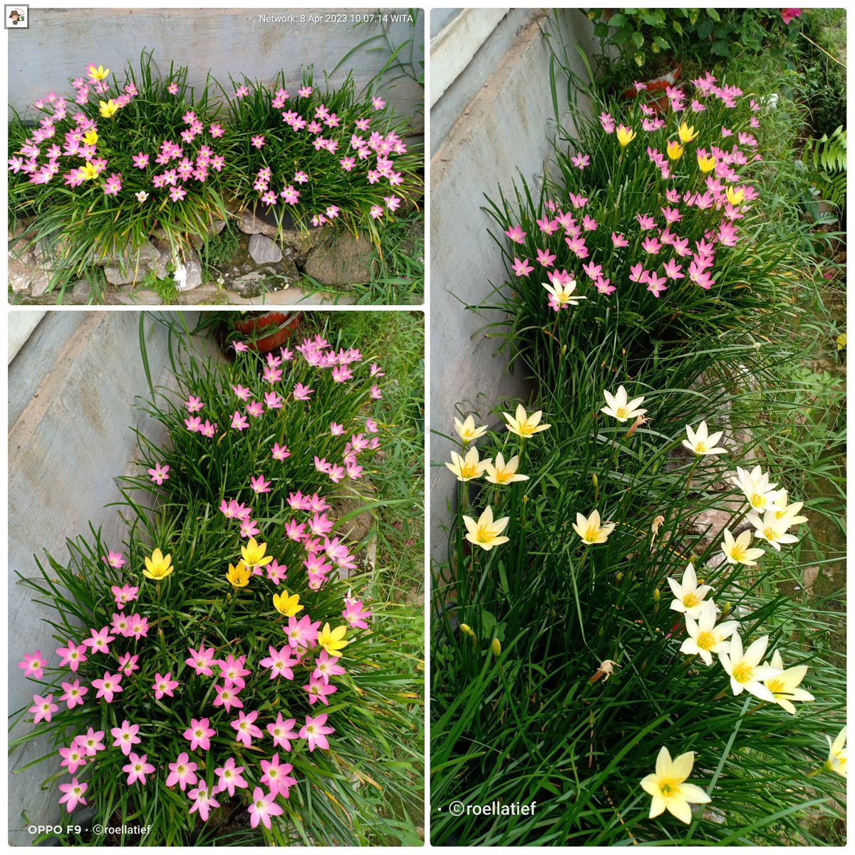 tanamfess's tweet photo. Tanam! Rainlily species pagi tadi bermekaran. Ada Rosea (pink), Citrina (kuning), Candida (putih), dan old hybrid : Ajax (kuning pucat) https://t.co/NJloNSBxZ1