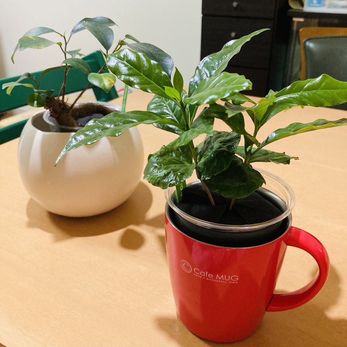 gyuuuuuki's tweet photo. ずっと欲しかったコーヒーの木も届いた〜🌱✨
葉っぱがすっごいツヤツヤ！！
ひとまず我が家でいちばん背が高いマグカップに入れてみたけど、もうひと回り大きいマグカップ探してあげたいな🥰

#TablePlants #テーブルプランツ #GreenSnap
#ガジュマル #コーヒーの木 https://t.co/ysVdmmyTk4