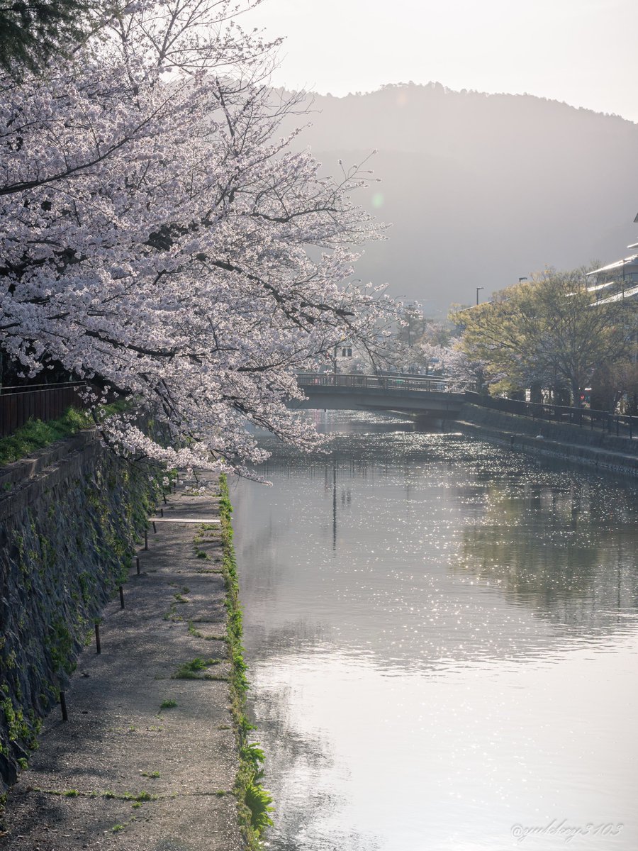 yukkey3103's tweet photo. 早朝の京都が綺麗過ぎて来年も行っちゃうかも

2023/03/28撮影

#桜
#photograghy https://t.co/1zB2MUVDE0