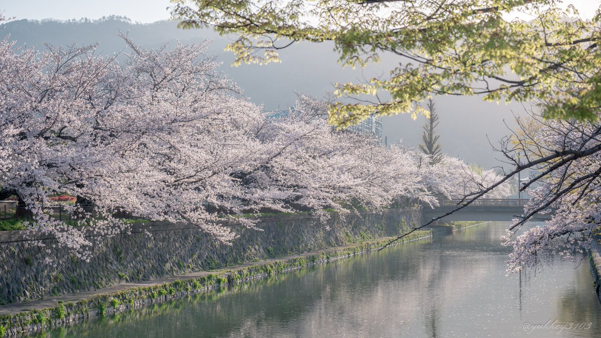 yukkey3103's tweet photo. 早朝の京都が綺麗過ぎて来年も行っちゃうかも

2023/03/28撮影

#桜
#photograghy https://t.co/1zB2MUVDE0