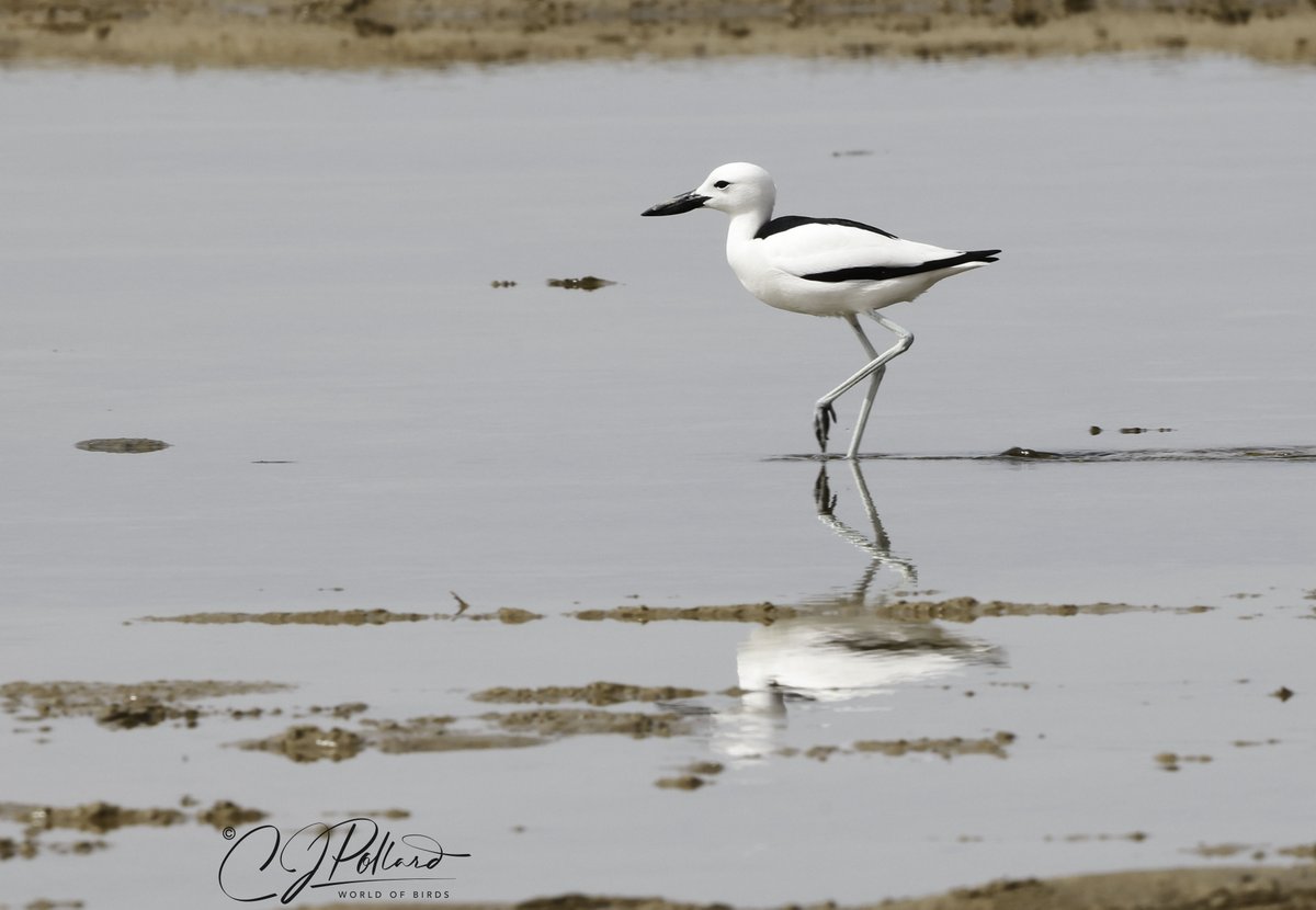 #photooftheday #photographer #photo #chrispollardworldofbirds#canonbirdphotography #saudibirding #crabplover