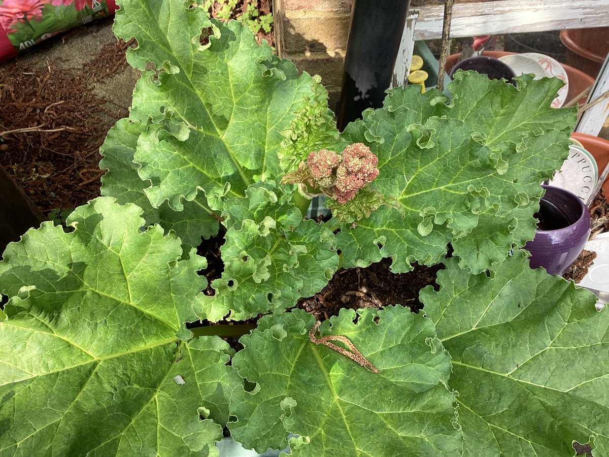 Advice please from rhubarb growers. My plant has grown a large stem in the middle of it looking almost like it’s about to flower. Do I remove it ? The stem seems hollow.