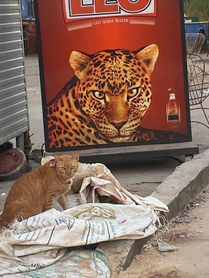 No Cats No Life tweet media