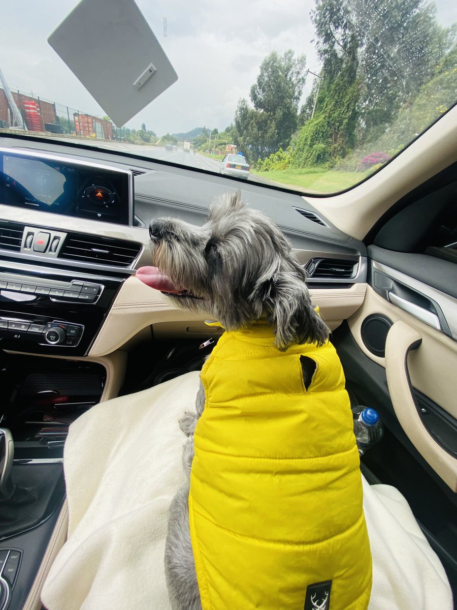 GabrielaVarP's tweet photo. #FelizSabado #FelizSabadoATodos les desea #Blaky 🐶, no olviden incluir a su peludito en sus viajes 🧳!!

#ManadaVargas https://t.co/7YhgBwCJu7