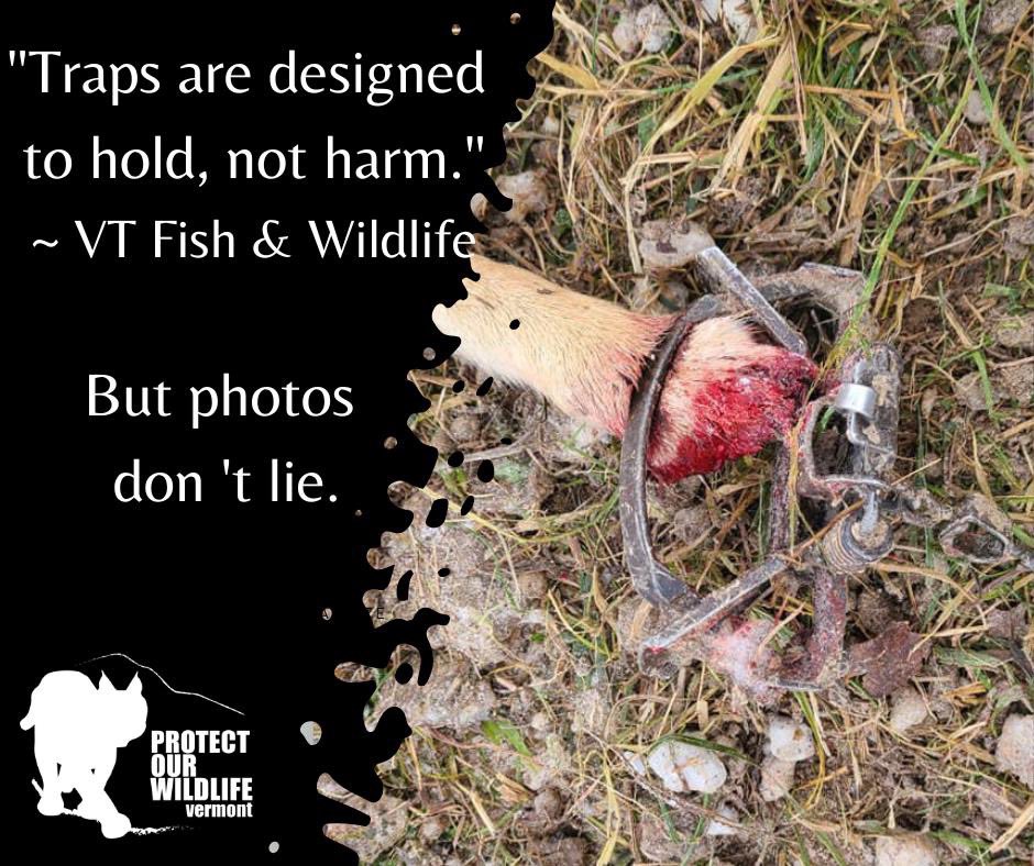 1/1 
#VT Fish &amp; Wildlife Commissioner &amp; Senior Staff Gaslight Wildlife Advocates 

We recently witnessed extremely divisive behavior &amp; aggressive rhetoric from those very governmental employees who are supposed to be representing all of us, not just hunters and trappers. #vtpoli