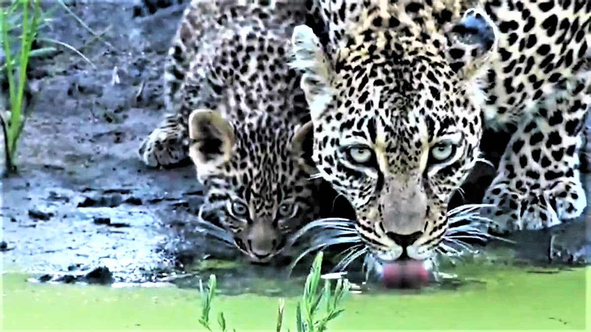 Chemelmar's tweet image. Hi Safarians :)
Much to do today so will be lurking on #wildearth
Remembering #Thandi on this #Caturday  
Daughter of Karula, you continued your mother's amazing legacy. You have been gone a year, but you are missed every day! So thankful WE still see your offspring thriving. ♥