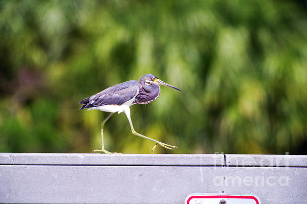 New artwork for sale! - "Bird Walk, Tricolored Heron" - fineartamerica.com/featured/bird-… @fineartamerica