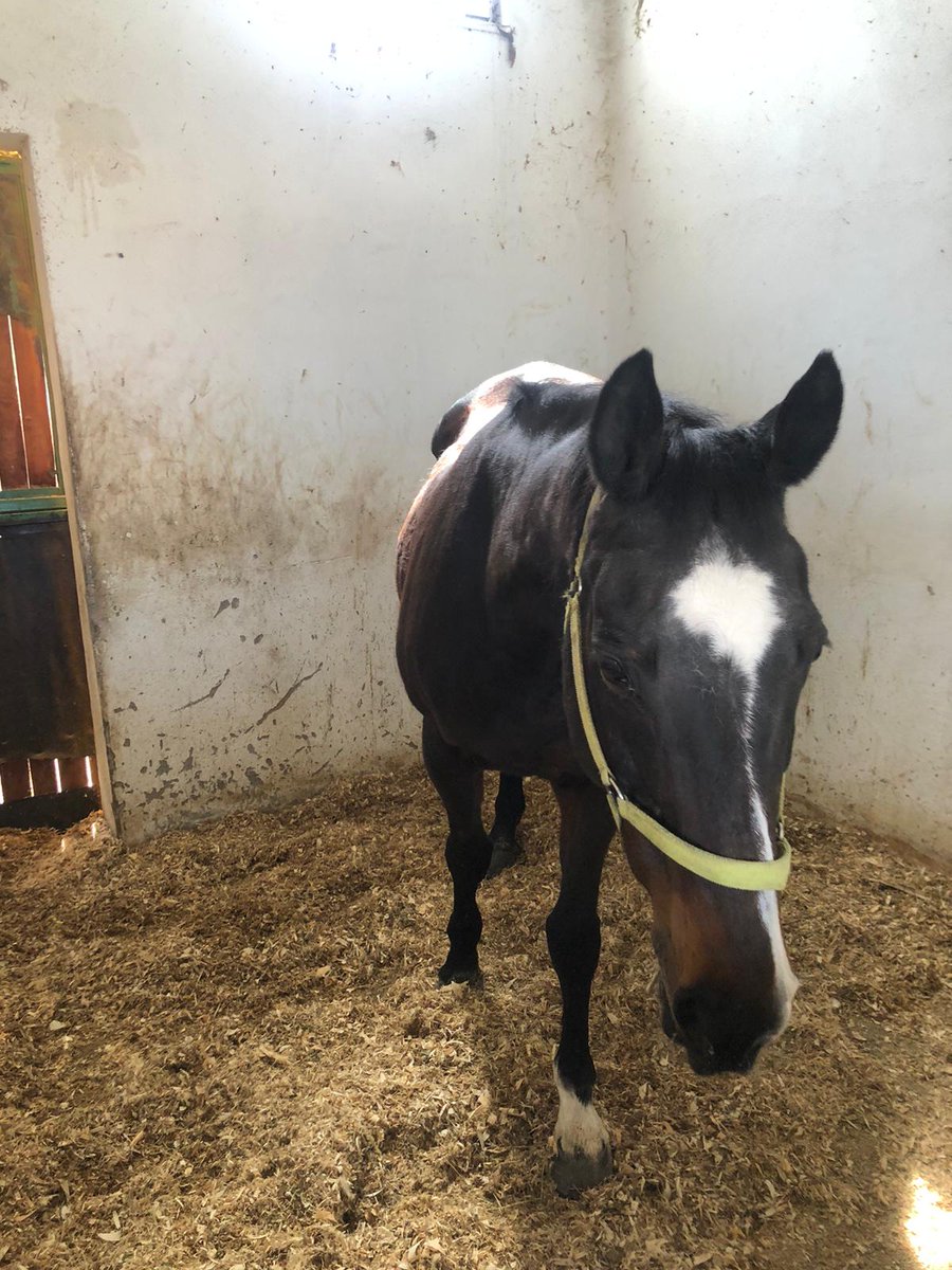 NAGM ve DARABELA 23 yaşındalar ve hala sağlıklılar çok şükür 🧿🙏