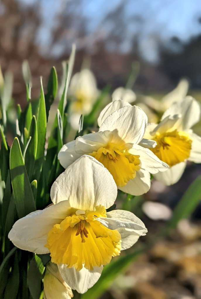 pixiedid's tweet photo. Spring has sprung ☀️
#SpringInCT https://t.co/NAhXPjLQW0