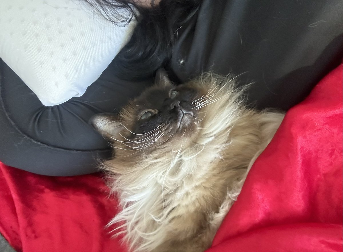 SimoneNicoleBks's tweet photo. #Caturday #littlespoon 🥺🥰 https://t.co/NHhEWnCmot