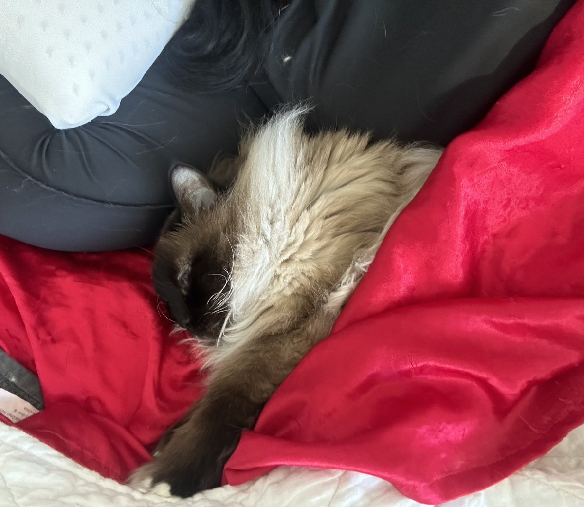 SimoneNicoleBks's tweet photo. #Caturday #littlespoon 🥺🥰 https://t.co/NHhEWnCmot