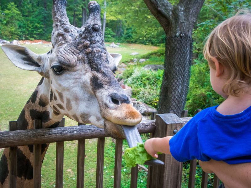 randolphparknc's tweet photo. North Carolina Zoos &amp; North Carolina Aquariums

#NationalZooLoversDay #LoveWhereYouLive

https://t.co/SXpzCiZnwZ https://t.co/t4J81WkB0R