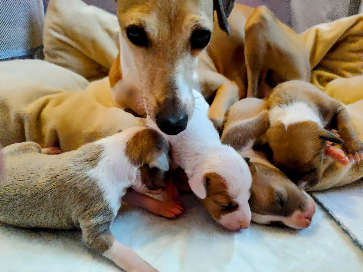 Debit & Credit - The Italian Greyhounds tweet media