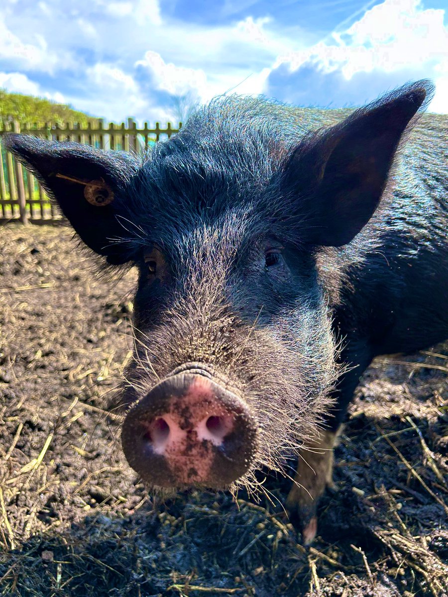 The Waterside Pigs tweet media