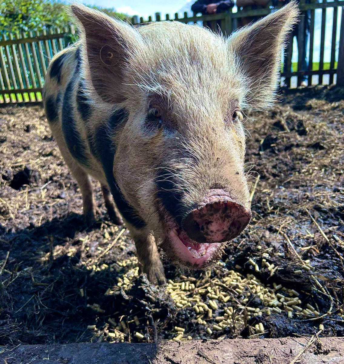 The Waterside Pigs tweet media