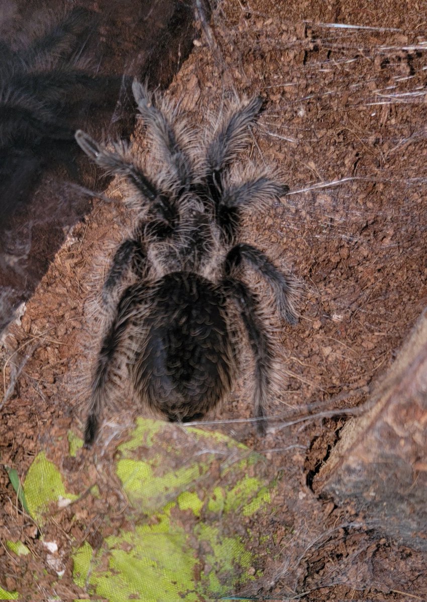PoorlyDrawnGuy's tweet photo. Mr. Rogers has bunch more shiny black skin on his abdomen and has begun making a bed out of webbing. It looks like he'll be molting any day now.👍🙂🕷🕸
#tarantulas #spiderpetsarebestpets https://t.co/NSVWcIPVy9