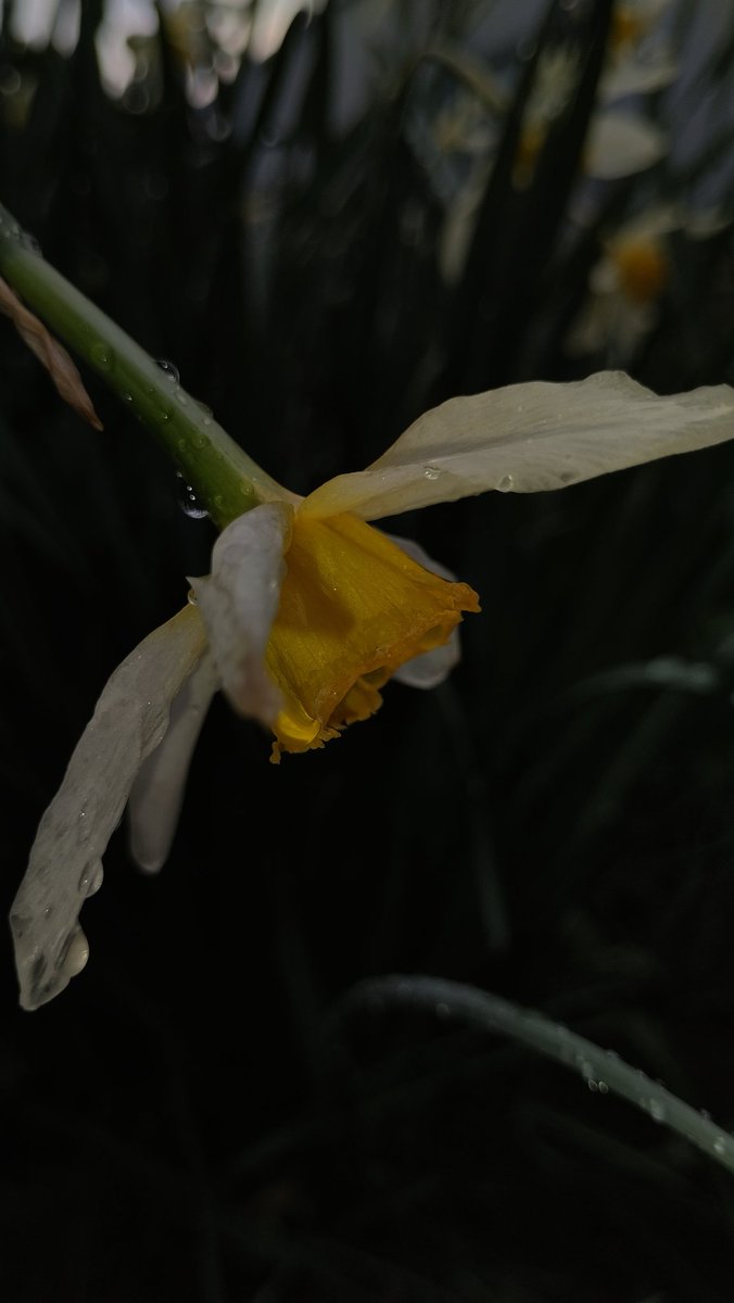 emmreads's tweet photo. After the rain

#NaturePhotography #nature #wildlife #Macron https://t.co/B2nVIxtx8Z