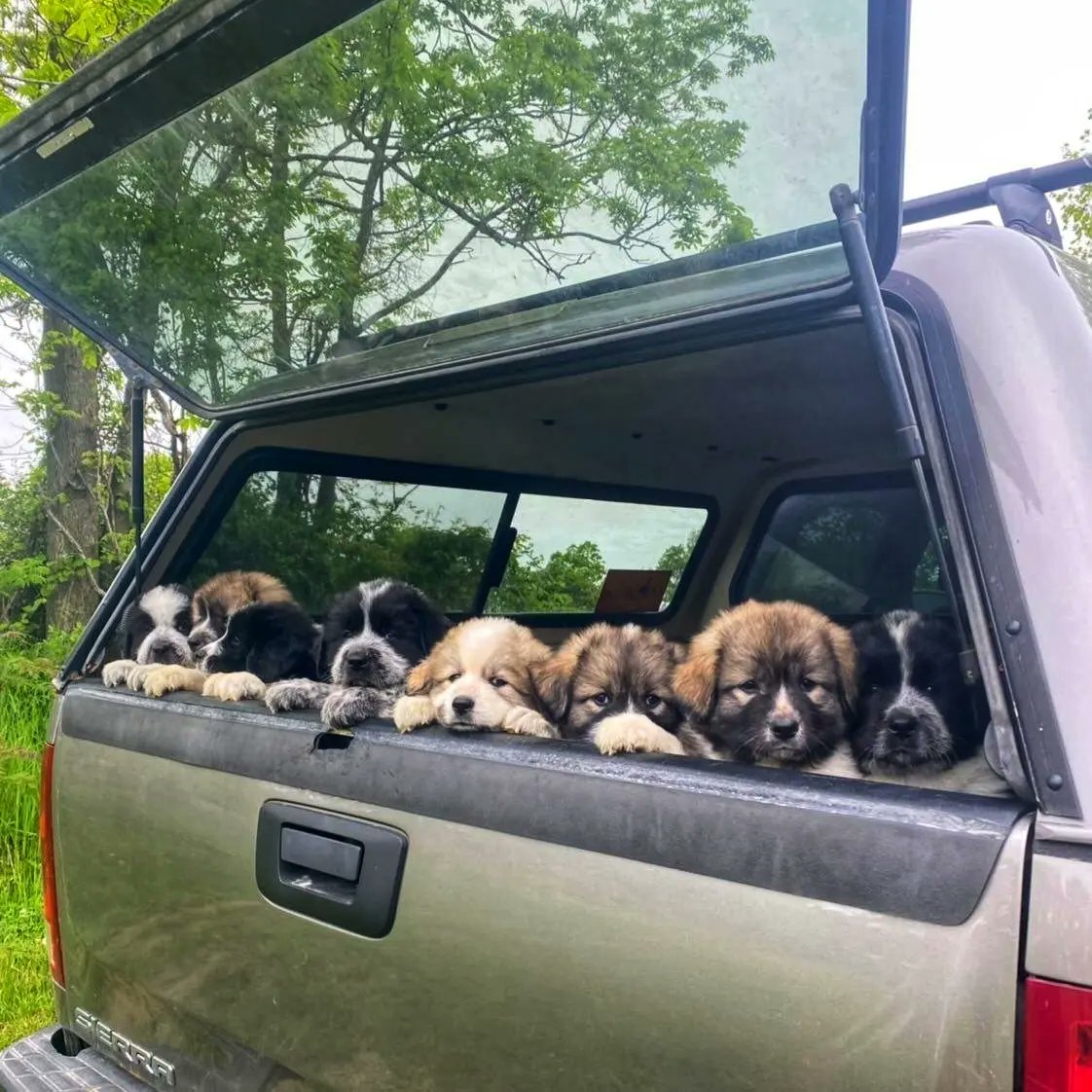 Oak Hills Alpacas tweet media