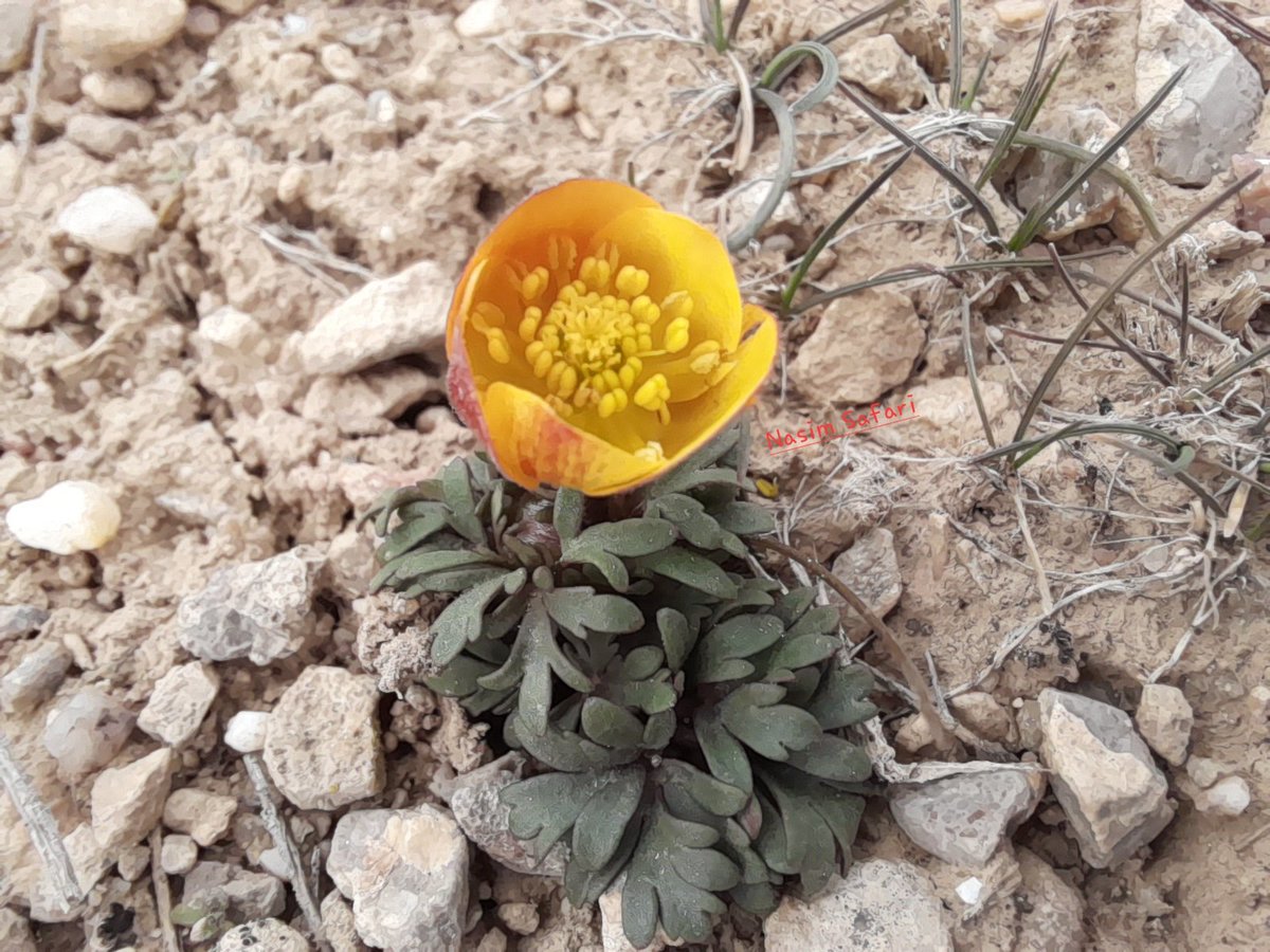 Anemone petiolulosa Ranunculaceae Mashhad, khorasan, Iran March 2023 Altitude: 1614 m