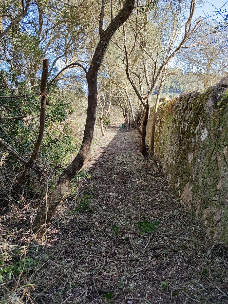 MallorcaNon's tweet photo. Neteja i recuperació d'un camí de comunicació de domini públic que fa uns 90 anys es va deixar perdre.
#SA200
#NonStopMallorca https://t.co/dauWHznzgy