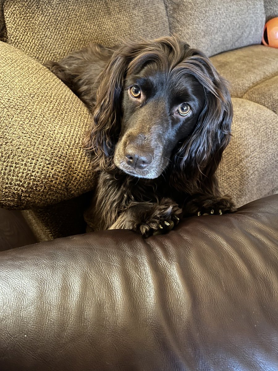 Suzanne🌸🌺🌼🏈🏀🏁🐾 tweet media