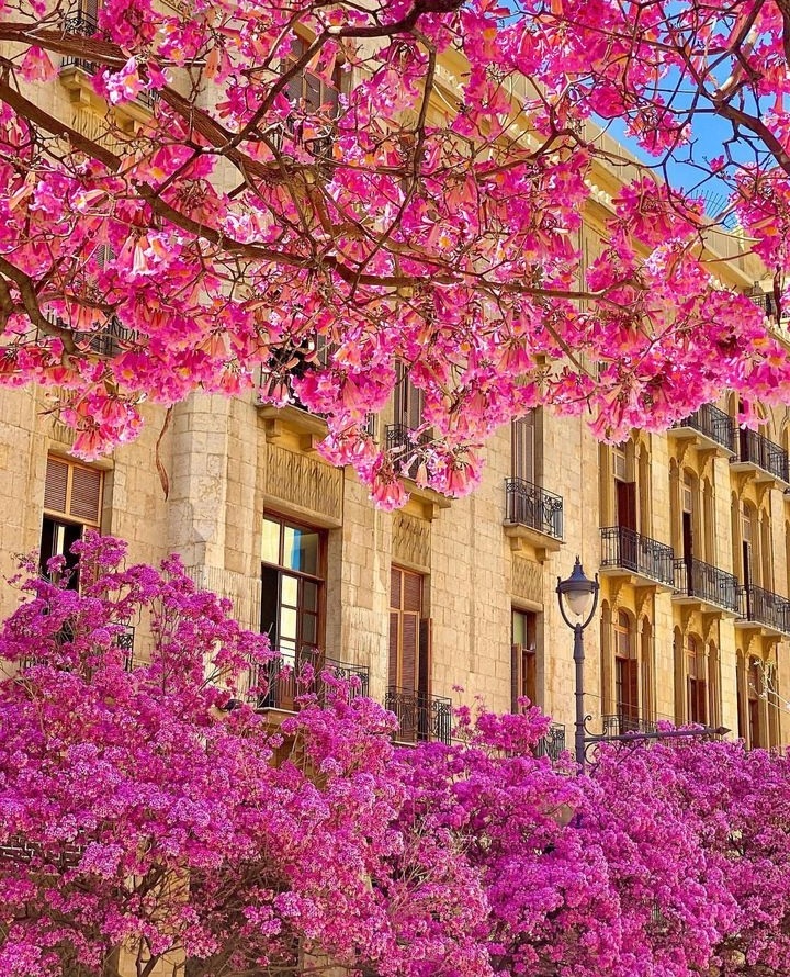 aidadagherlb's tweet photo. Springtime Blossom in Beirut🌸🇱🇧🌻💙
#YUCHUN #YUCHUN_SIGNAL #Guardians_of_YU #alwayswithYU https://t.co/O1mckJ6eom