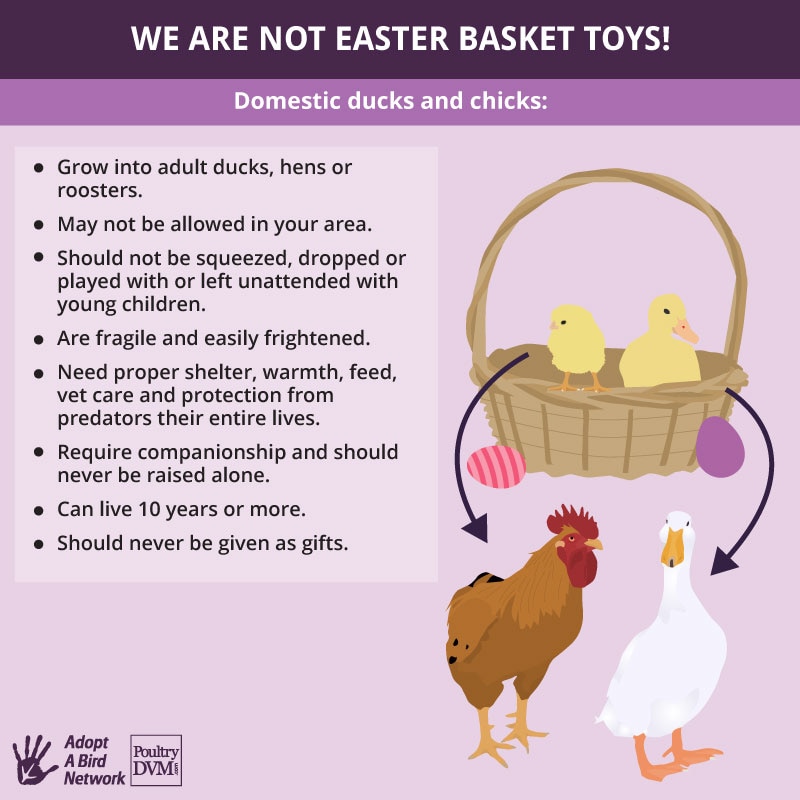 PoultryDVM's tweet image. #Easter #chickens