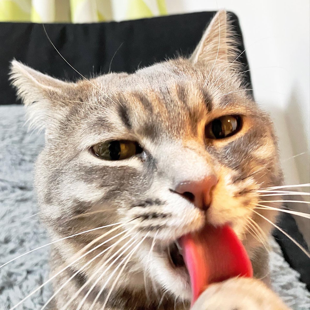 fuchi_eny_fip's tweet photo. 良いお顔😋
#猫のいる暮らし #猫 https://t.co/RQPODyJnow