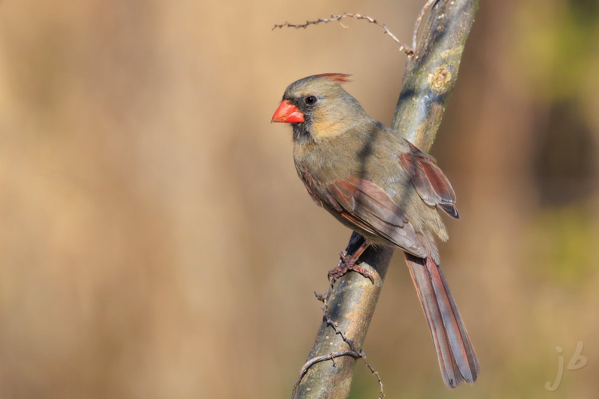 BLVD_DAWG's tweet photo. Lady Cardinal in the morning light #northerncardinal #redbird #cardinal #TwitterNatureCommunity #birding #BirdsSeenIn2023 #birds #birdphotography #BirdTwitter #BIRDER #wildlifephotography #ThePhotoHour #thingsoutside #birdsofvirginia https://t.co/pDv28i6oPi