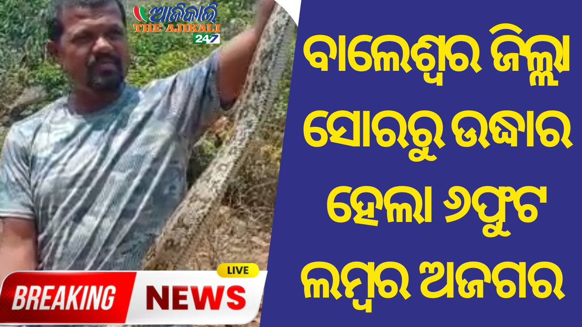 TheAjikali's tweet image. A 6-foot-long python from the Mendhagadia area of Gopinathpur retreat in Soro block of Balasore district
Watch Now - youtu.be/EVG0BHCDQgI
#PythonRescue #BalasoreDistrict #KuldihaSanctuary #WildlifeRescue