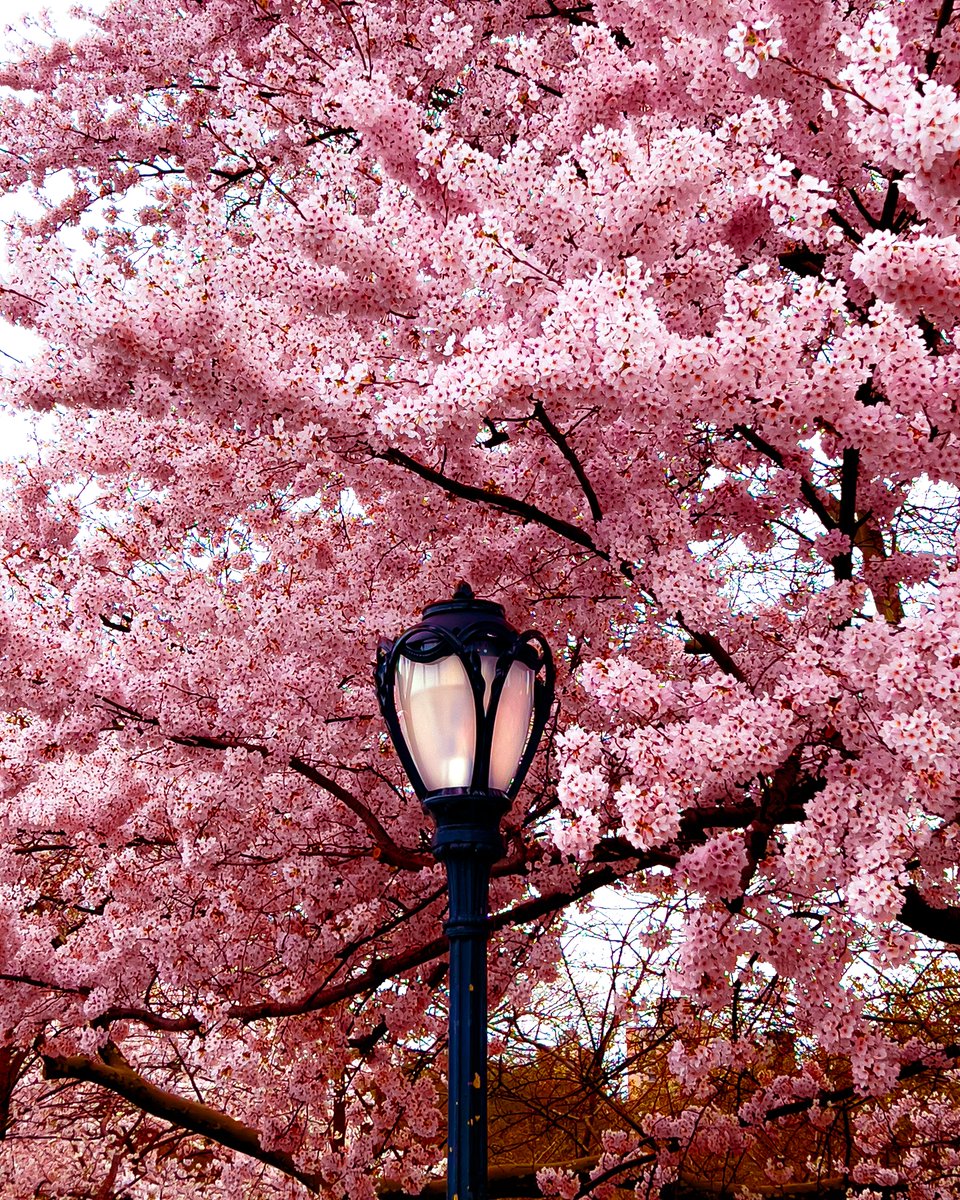 NYC Spring
.
.
#cherryblossom #lensculture #newyorkcity #centralpark #spring #thebigapple #saturdayvibes #cityphotography #oftheafternoon #fadedaesthetics #springinnyc #mysecretnyc
#nycityworld #newyorkcity #newyork_world #nyclife #photographyeveryday