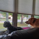 Photo by 🌈Gritty&🌈Charlie_and Chris 🐶🐕🕵️‍♀️🔎 (@Gritty_Charlie)
