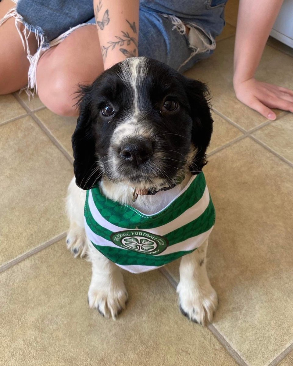 Rufus is old firm ready #Celtic #OldFirm