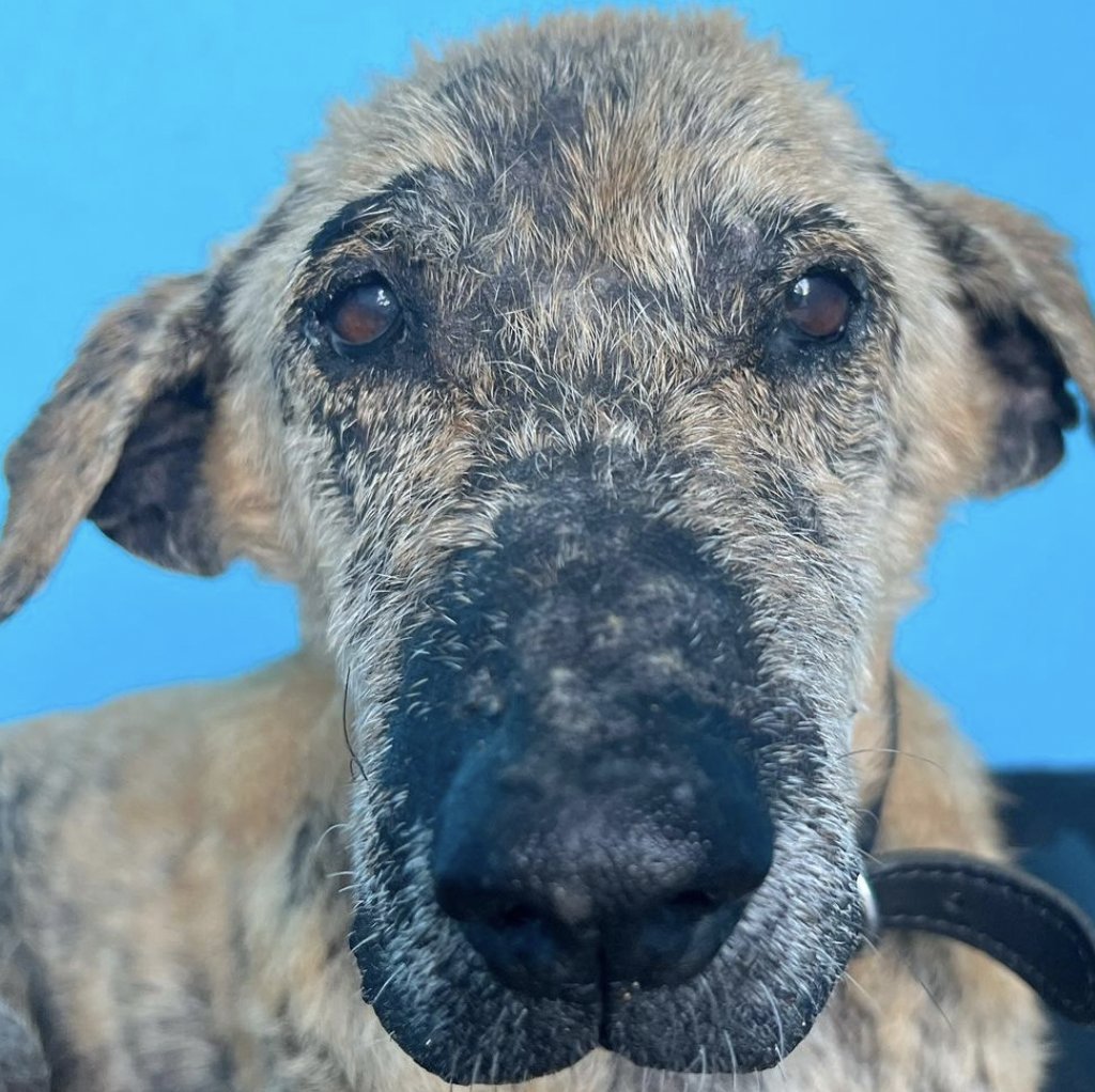 NiallHarbison's tweet photo. 🧑‍💻To lead by example. The mission resonates with lots of people around the world. I feel like I am blessed and entrusted by so many people to solve street dog suffering. Dedicating my life to it and getting rid of all distractions is the very least I can do to repay that support.

🐶I love dogs. Pretty obvious one but I love being in their company and helping them because they help me and my mental health too. Imagine getting to wake up in the middle of the jungle and immediately start helping dogs. I know many people would give anything to be in that position so I’m going to embrace it fully.

The drawing below someone sent me featuring the dogs this week confirmed I’d made the right decision.

From my little containers in the jungle I can dream up and do anything. Save more dogs, plan the opening of a clinic, write a book, branch into other countries, do interviews, research ways to grow faster, find talented people around the world to help, create structures and generally raise awareness. Every tool I need will be there in that container. A glance out the window to see a dog like Derek will remind me why I’m trying so hard.

It is radical and a big step but ultimately its just a way to save more street dogs and to save them faster than I currently am.

Big Love

Niall

You can support by...

📸 Follow Insta https://t.co/Ld8KdvL3wO

🙏 Donate https://t.co/LB39FRdCxt