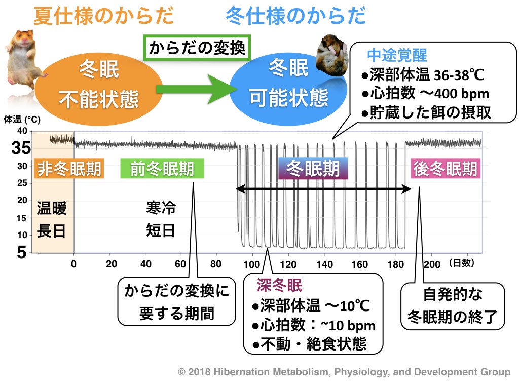 Research | Hibernation metabolism, physiology, and development ...(北海道 ...