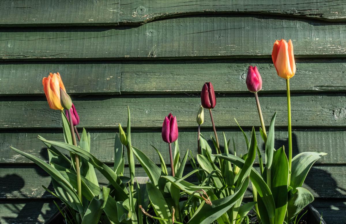 Trigonos3's tweet photo. Happy Easter Everyone! Pasg Hapus i Bawb!

Welcome to Trigonos in the Spring! Croeso i Trigonos yn y Gwanwyn!

https://t.co/7gch7YAVNu https://t.co/HX1xnnxUNw