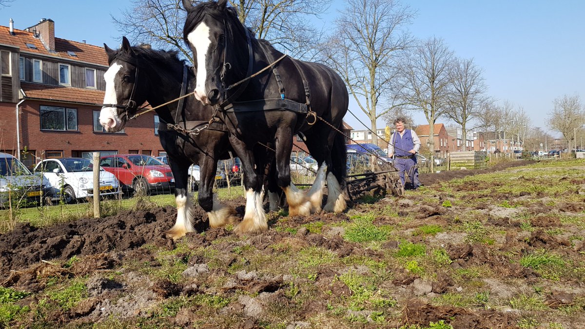 Met paard en ploeg wordt Toentje voorbereid op komende seizoen: "Voedselbank heeft ons nodig" #groningen: oogtv.nl/2023/04/met-pa…