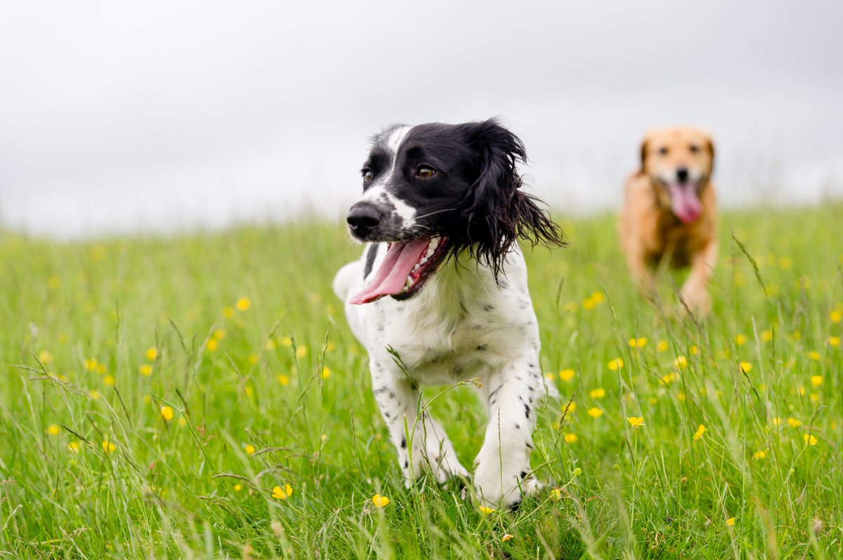 iFinancePet's tweet image. Spring is in the air, and so are allergies! If your furry friend is suffering from allergies, don't worry. #Petcard offers quick and easy financing for veterinary care. You can find the proper care for your pet with thousands of service providers across Canada. #SpringAllergies