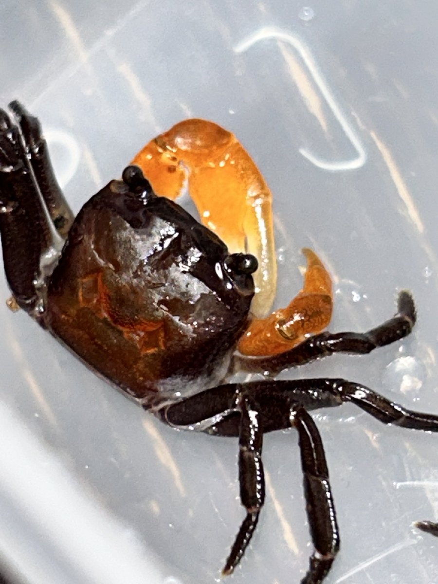 カニページ かにびーつ on X